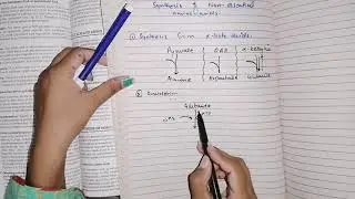 Biosynthesis of nonessential amino acids, #amino_acid_metabolism #biochemistry