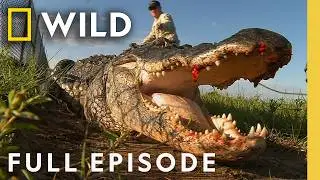 По следам призрака-убийцы (полный эпизод) | Опасные встречи | Nat Geo Animals