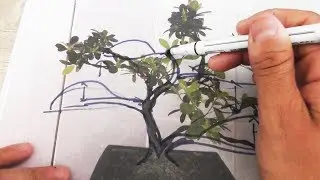 Diseñando un bonsai azalea