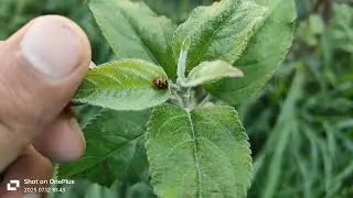 Ladybug on Apple Plant | Amazing insect 