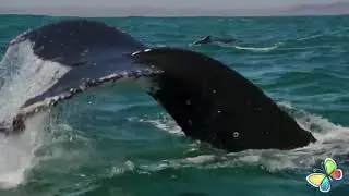Punta Cana Whale Watching Excursion