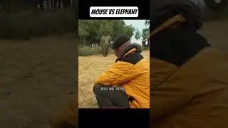 Elephants vs Mice: The Most Shocking Truth Revealed #facts #shorts