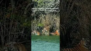 Bengal Tigers Cross the River | 4K ULTRA HD