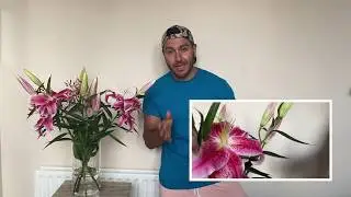 Lily Cut Flower Hack