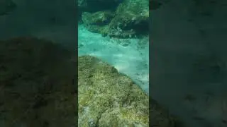 saraghi - white seabreams #whiteseabreams #fish #underwater