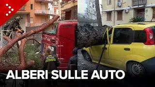Maltempo, alberi cadono sulle auto in sosta a Roma e Napoli. Danneggiato anche un autobus Atac