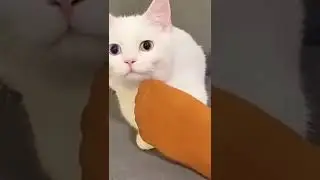 Funny animal prank VIDEO reaction meme moments