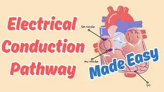 How the Heart Beats: Electrical Conduction System Explained | Critical Care Nursing