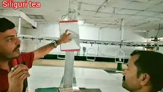 siliguri tea factory,siliguri tea wholesaler, siliguri tea manufacture#चाय कि पत्ति