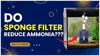 Do Sponge Filters Reduce Ammonia? Everything You Need to Know || Blue Aquatics