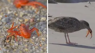 The Life Of A Tuna Crab In 15 Seconds
