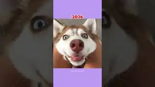 Where Are The Famous Dog Memes Now?💔 (ThenVsNow) #shorts