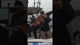 Rock Fishing North Up The Marin Coast