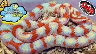 My snake collection 2023: Feeding my Snakes