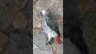 So Sad 😭 My Parrot 🦜 Died #shot #shorts