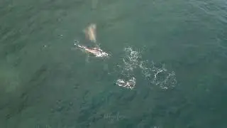 Pod of Orcas Preys on Gray Whale and Calf in Synchronized Attack