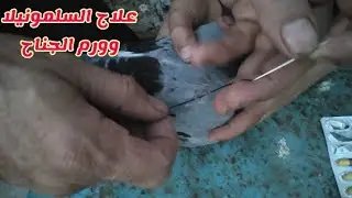 حل السرمونيلا وورم الجناح هنا وزغاليل الزاجل لمت ومشيت