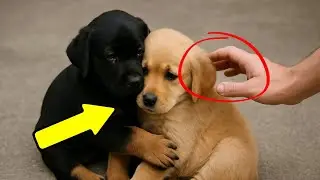 Two Puppies Clung To Each Other—Then Strangers Witnessed Something UNFORGETTABLE
