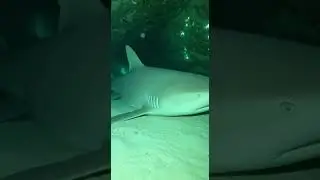 Silent Sleeper: Reef Shark Naps While Fish Swim Over | Infrared Night Vision #shorts