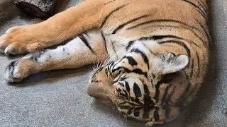 My first vlog at the oklahoma Tulsa Zoo...