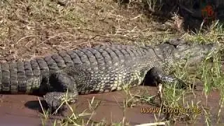 Namibia erleben/Teil65-Bootsafari auf dem Chobe River