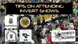 Tips on attending invert shows
