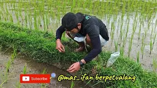 NGUREK WELUT TERSINGKAT, HUJAN SEMAKIN GEDE‼️#new#newvideo#ngurekbelut 