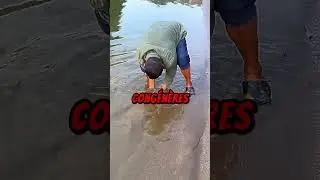 La m&eacute;thode &eacute;tonnante pour attirer les tortues &agrave; carapace molle #tortue #chasseur #technique #astuce