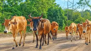 Puluhan sapi lembu lucu jinak berjalan terlihat teratur rapi dan ceria melintasi di jalanan desa