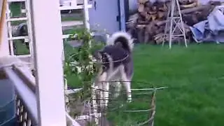 Husky Going Crazy In Circles