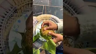 Sun flower seeds 🌻 #garden #gardening #love #shorts #harvest #viral#video#trending