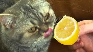 Funny Cats Lemons for the First Time Compilation