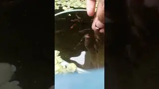 শখের রঙিন মাছ।#vairal #music #топ #koi #guppy #fish #guppyfish #aquarium #goldfish