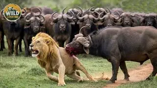Lion vs Buffalo: The Day the Prey Became the Predator