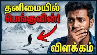 A Depressed Penguin&rsquo;s Walk to the Mountain Alone Documentary | Explained in Tamil