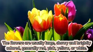 SPRING FLOWERS WITH THEIR MEANING & SYMBOLISM