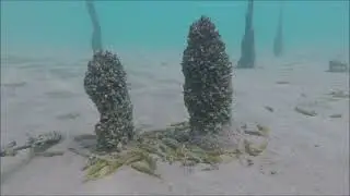 Eel-trap / Ohrid Lake / NEW UNDERWATER HISTORY SITE