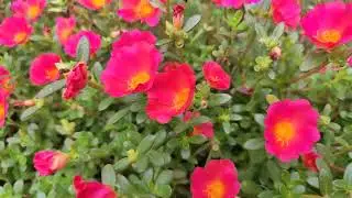 Sun rose or 10 O Clock flower