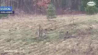 Video: Bobcats scream at each other in Concord