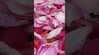 The Ancient History of Roses