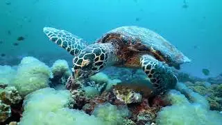 Hawksbill Turtle: The Ocean's Majestic Gem