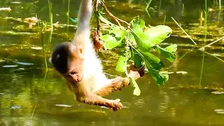 Maybe Leo Don't Know In water have Leeches Swiming