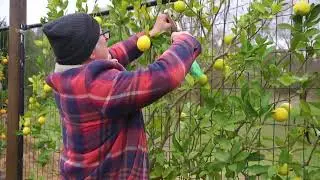 How To Prune An Espaliered Lime Tree