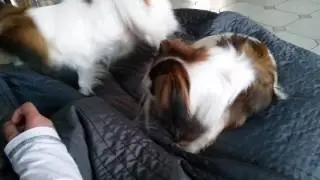 &Eacute;pagneul papillon
