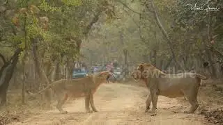 This stunning footage shows a showdown between a lioness and a male lion