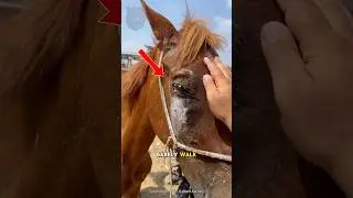 This Expert Saved a Horse But Only Got Two Likes