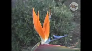 Panasonic AG-DVC80P 3CCD MiniDV Professional Camcorder (Test Footage)