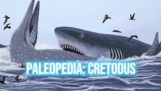 paleopedia: cretodus
