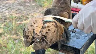 Hoof hoof Deep Cleaning / Screw and Steel WAS STUCK IN cow's