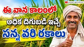 ఈ వాన కాలంలో అధిక దిగుబడి ఇచ్చే సన్న వరి రకాలు @prasadagriculture